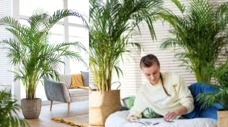 PALM Chrysolidocarpus Lutescens Złote Drzewa Rozmiar M