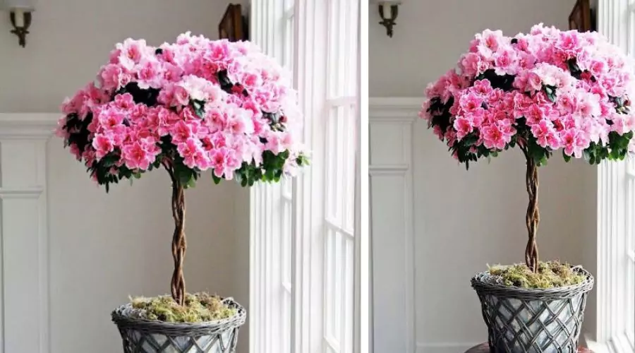 Azalia japońska Rhododendron japonicum na pniu RÓŻOWY NR. 1149